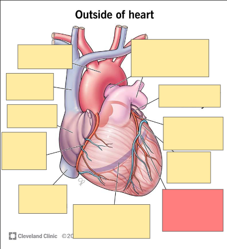 Heart